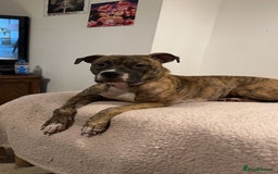 Mixed Breed dogs for sale: Xena American bulldog x bullmastiff  - Image 3