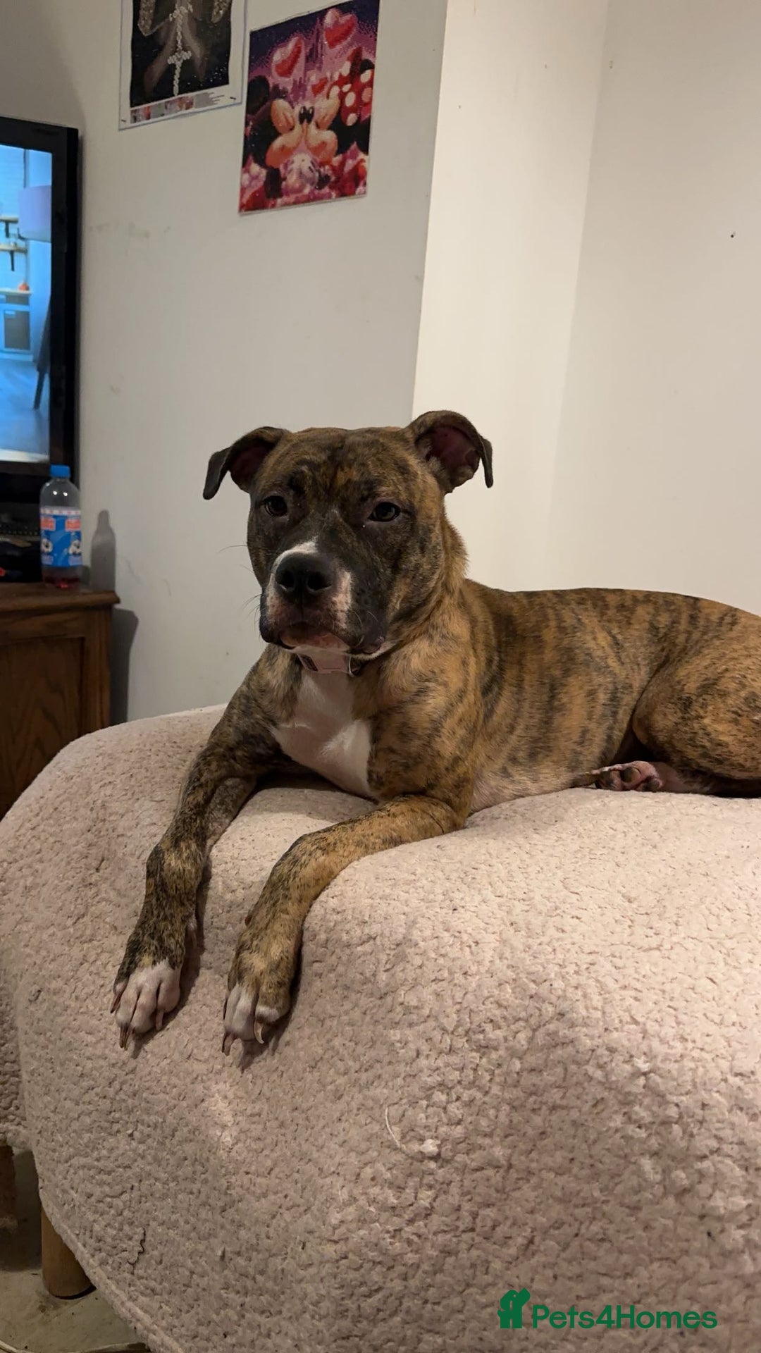 Mixed Breed dogs for sale: Xena American bulldog x bullmastiff  - Image 3
