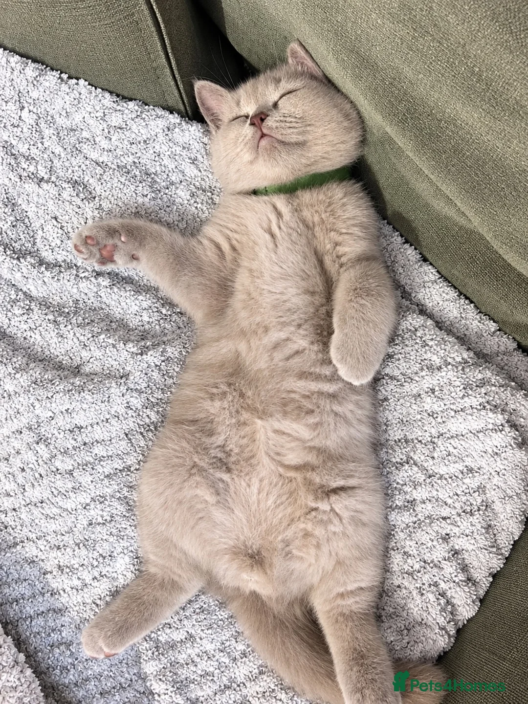 British Shorthair cats for sale: British shorthair kittens - Advert 2