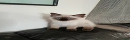 Ragdoll cats for sale: GCCF Registered Ragdoll Kittens  - Advert 18