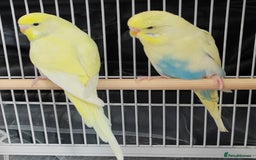 Budgerigars birds for sale: Beautiful Baby Budgies  - Image 8