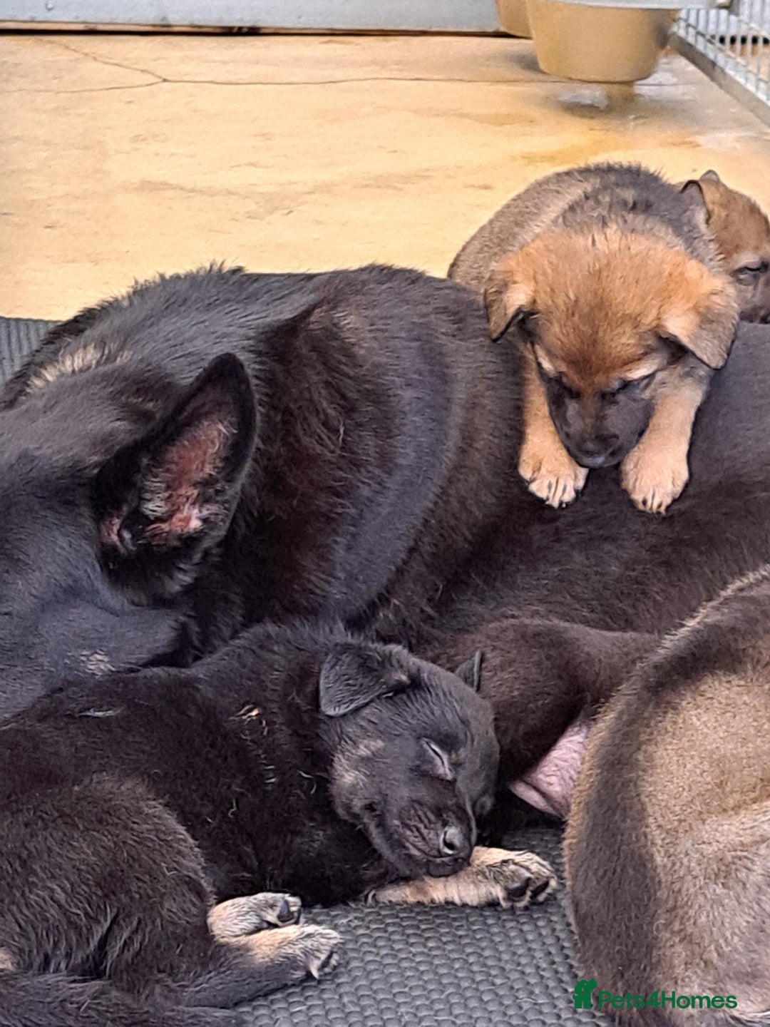 German Shepherd dogs for sale: CZECH DDR WEST GERMAN OLD BLOODLINE KC - Image 12