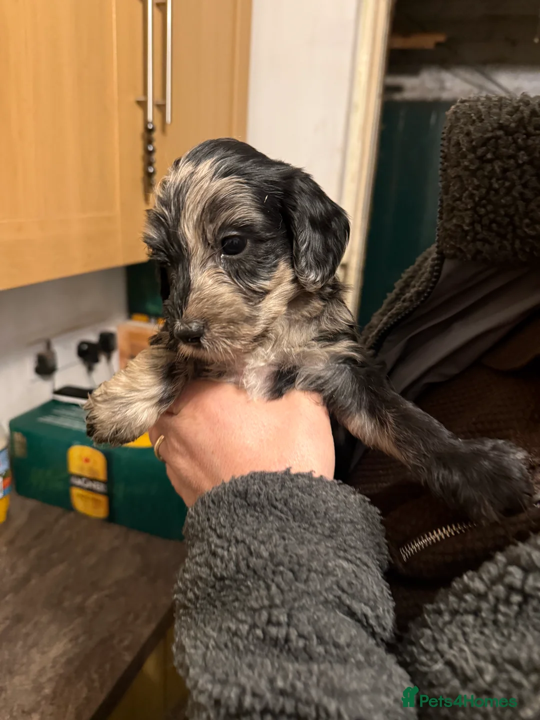 Cockapoo dogs for stud: Merle F1 Cockapoo (Proven) for stud in Penrith - Advert 17