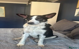 Mixed Breed dogs for sale: Saved from streets of Albania  - Image 5