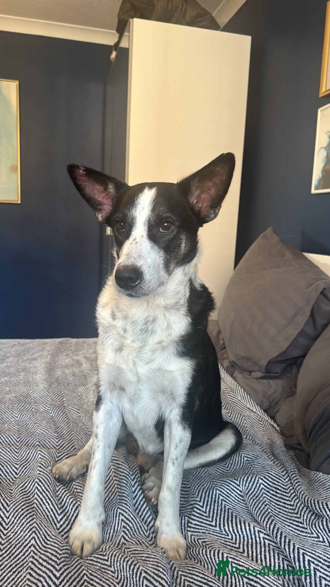 Mixed Breed dogs for sale: Saved from streets of Albania  - Image 5