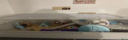 Hamster rodents for sale: Harriett the hamster  - Advert 2
