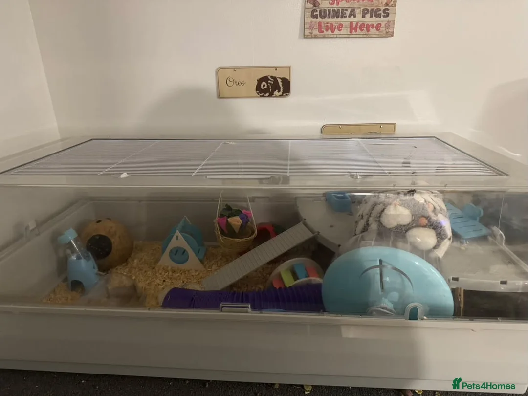 Hamster rodents for sale: Harriett the hamster  - Advert 2