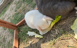 Mini Lop rabbits for sale: 2 doe Mini lop bunnies  - Image 7