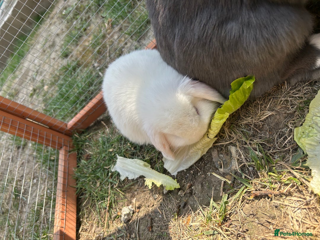 Mini Lop rabbits for sale: 2 doe Mini lop bunnies  - Image 7