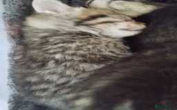 Mixed Breed cats for sale: 2 boy kittens  - Image 5