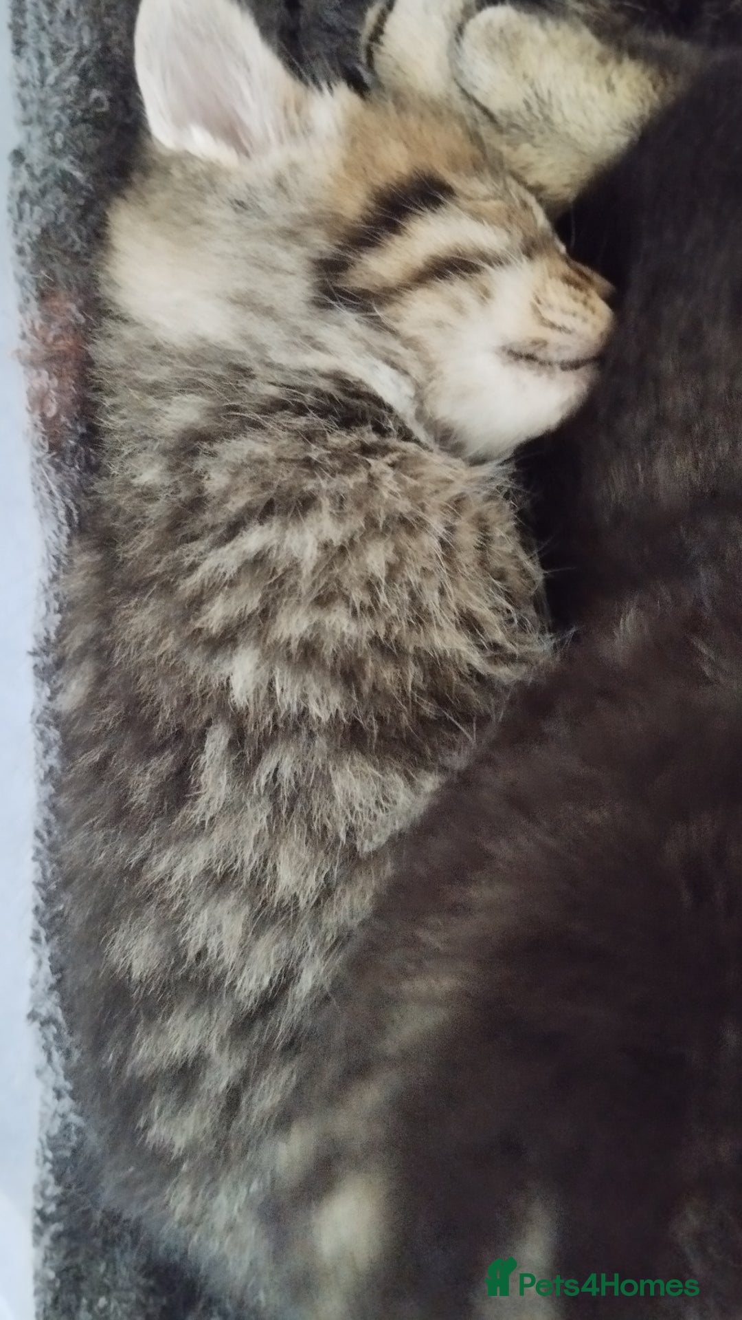 Mixed Breed cats for sale: 2 boy kittens  - Image 5