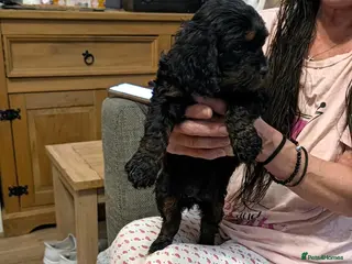 Cavapoo dogs F1 Cavapoo Puppies - Advert 1