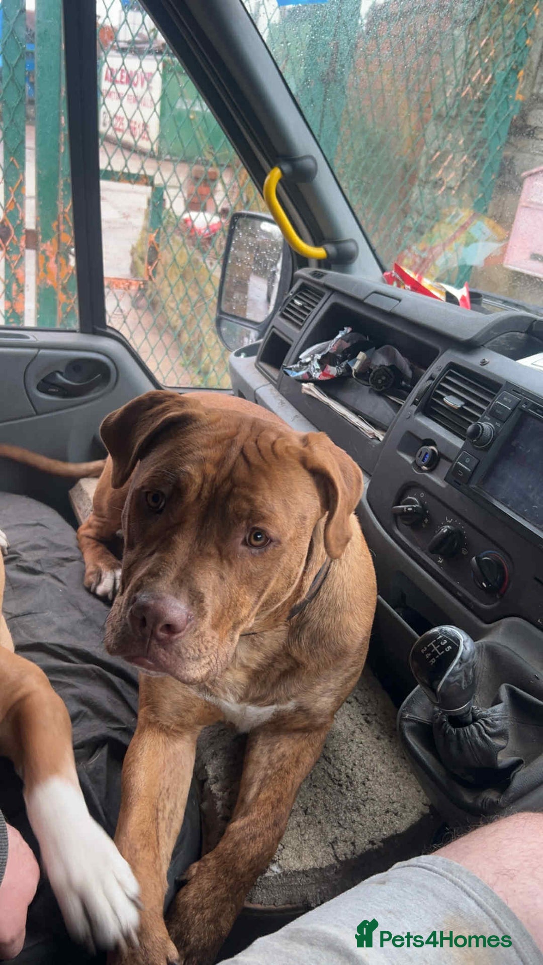 Mixed Breed dogs for sale: Mixed breed 8 month old puppy  - Advert 2