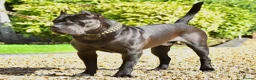 Presa Canario dogs for sale: BLACK PRESA PUPS - Advert 9