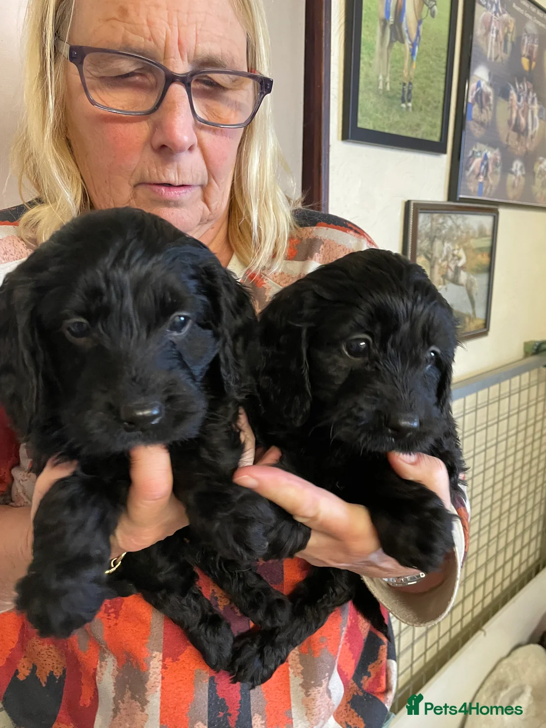 Cockapoo dogs for sale: QUALITY COCKERPOO PUPS .HEALTH TESTED 5 star  - Advert 6