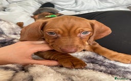Dachshund dogs for stud: Dachshund for STUD - FREE PLEASE READ - Image 9
