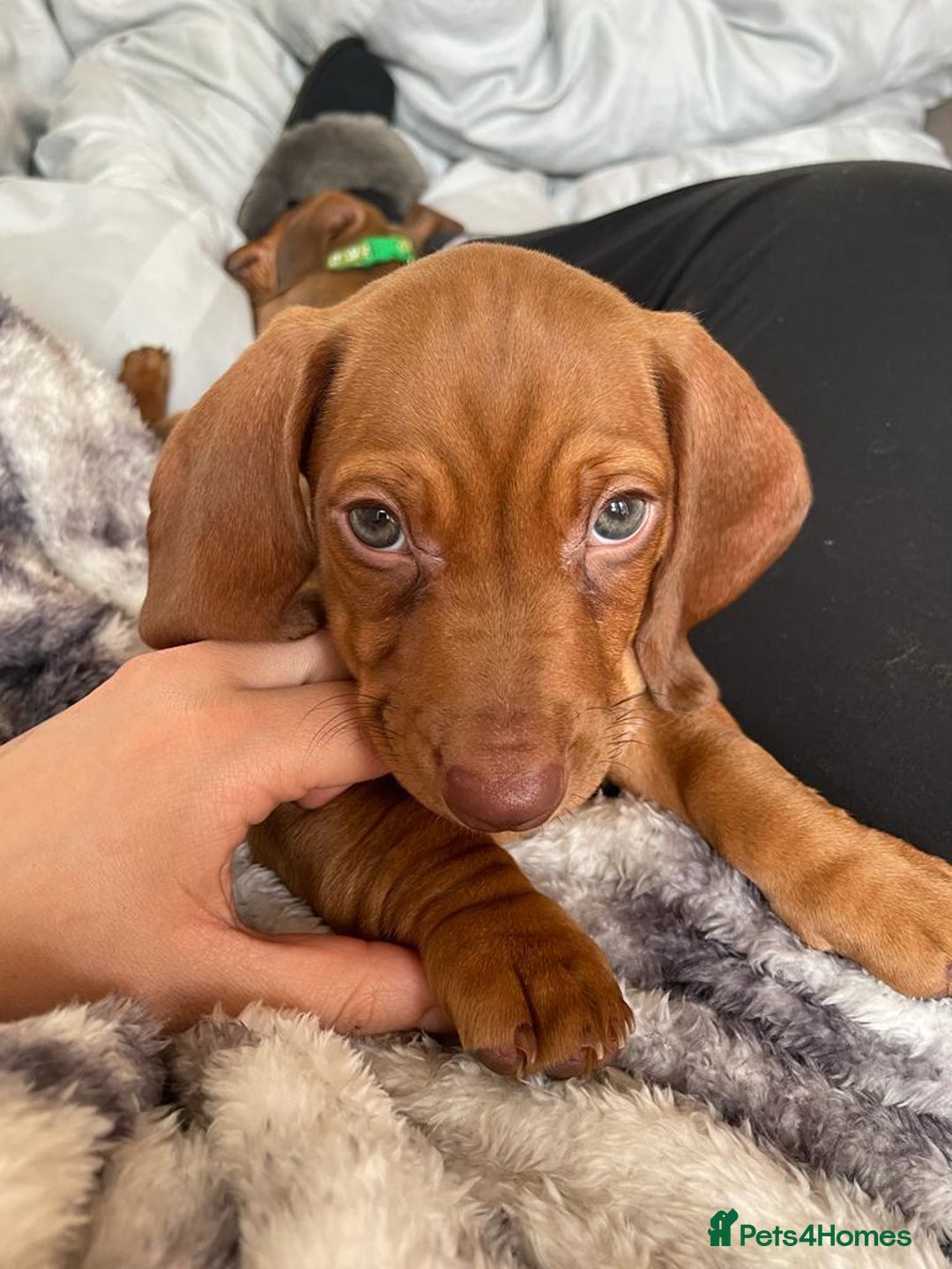 Dachshund dogs for stud: Dachshund for STUD - FREE PLEASE READ - Image 9