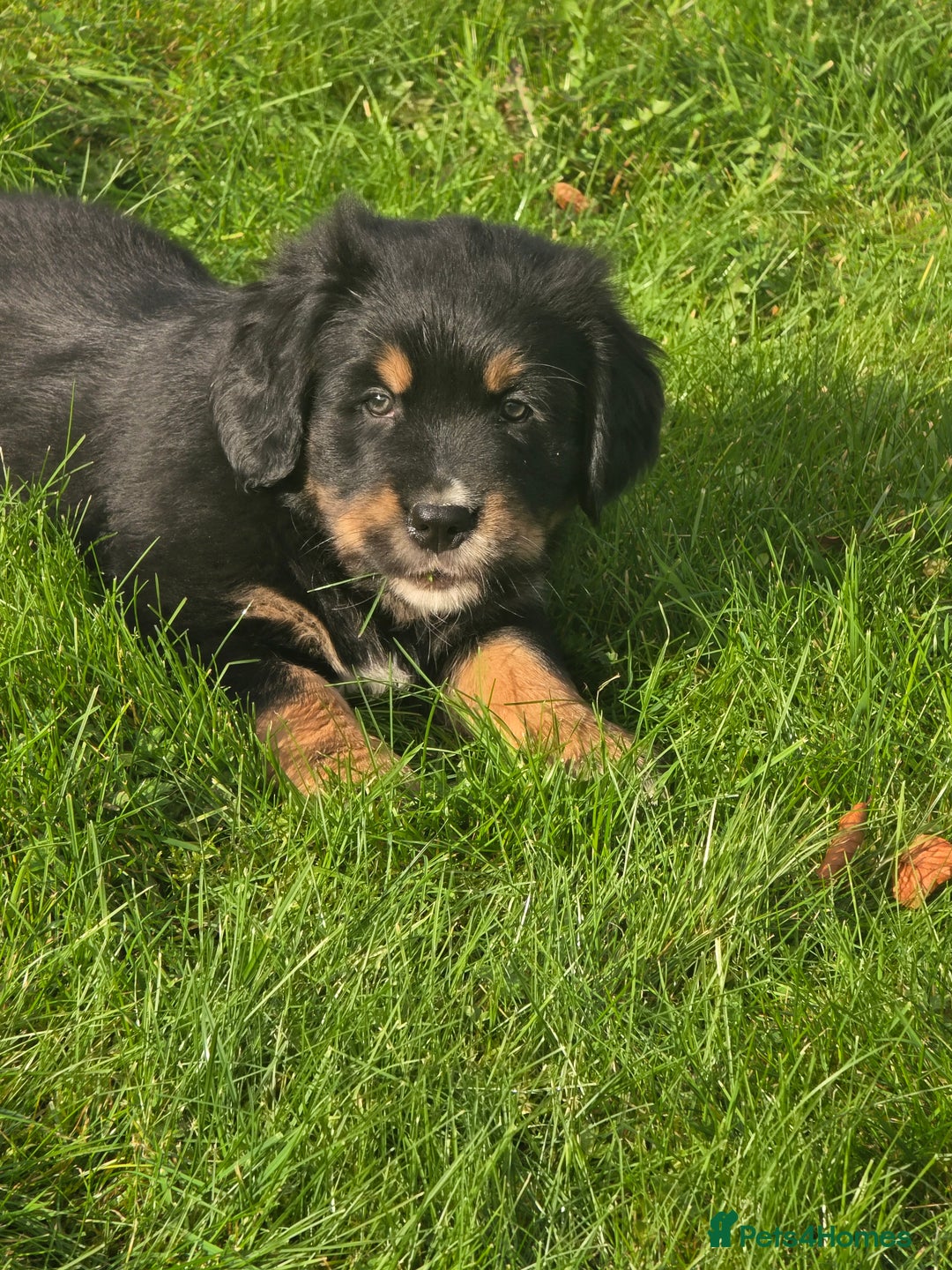 Mixed Breed dogs for sale: Stunning Golden Mountain pup's  - Advert 18