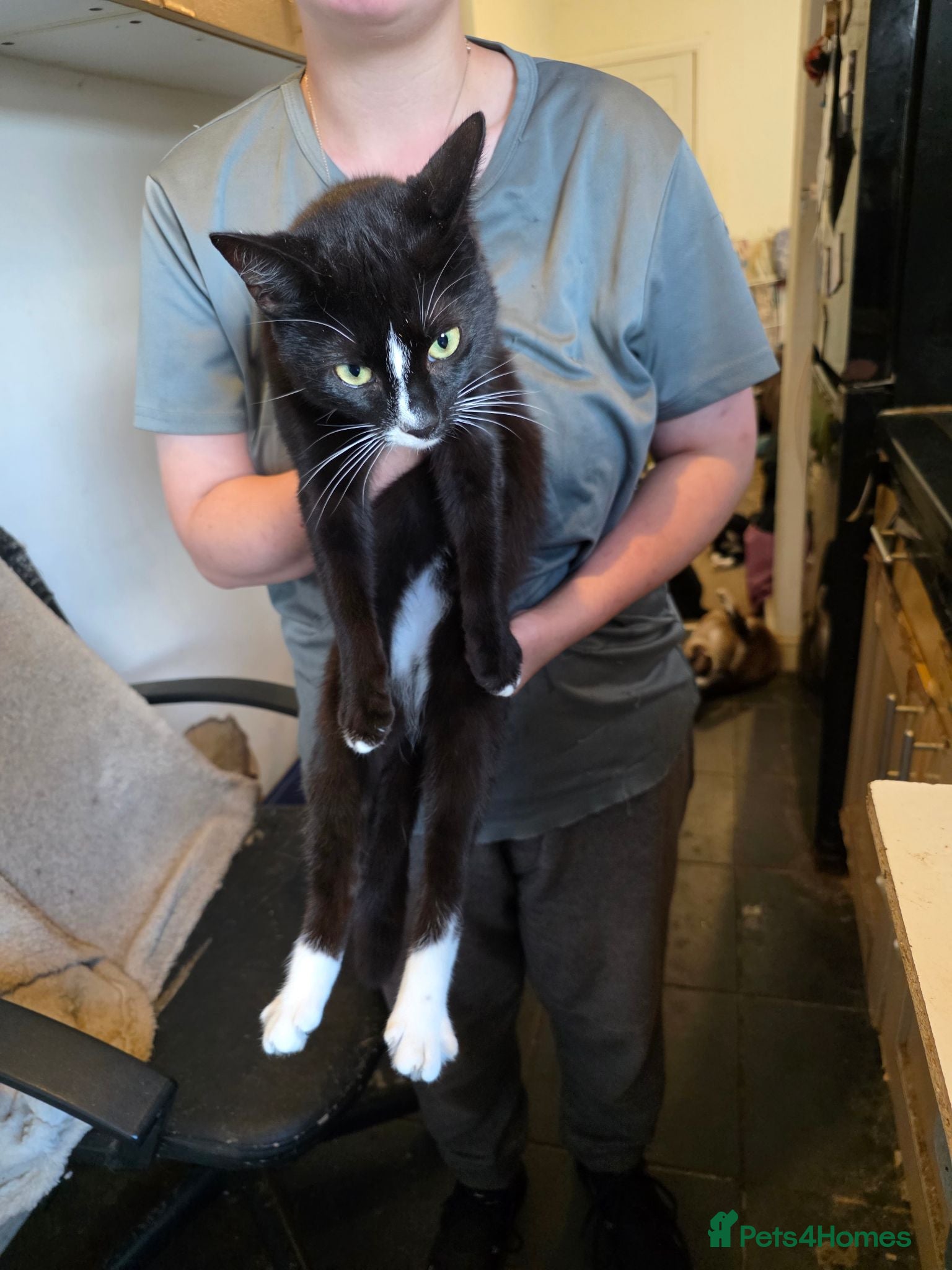 Mixed Breed cats Cats need a good home - Advert 1