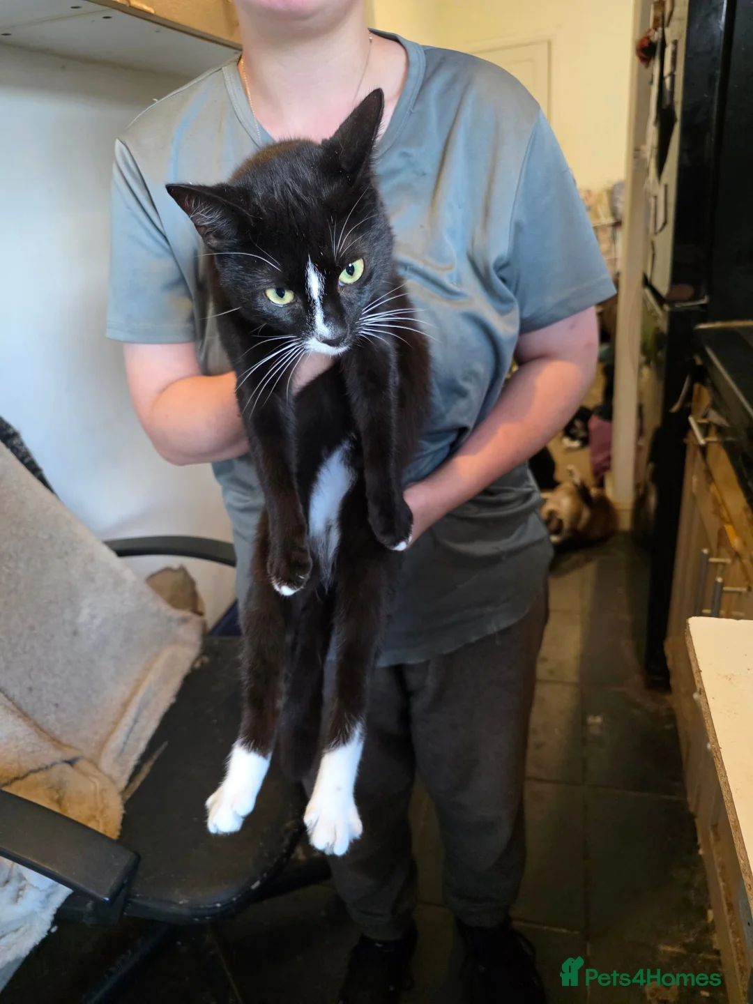 Mixed Breed cats for sale: Cats need a good home - Advert 1