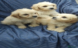 Cavapoo dogs for sale: Cavapoo pups ready to leave! - Image 2
