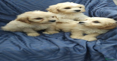Cavapoo dogs - Advert 1