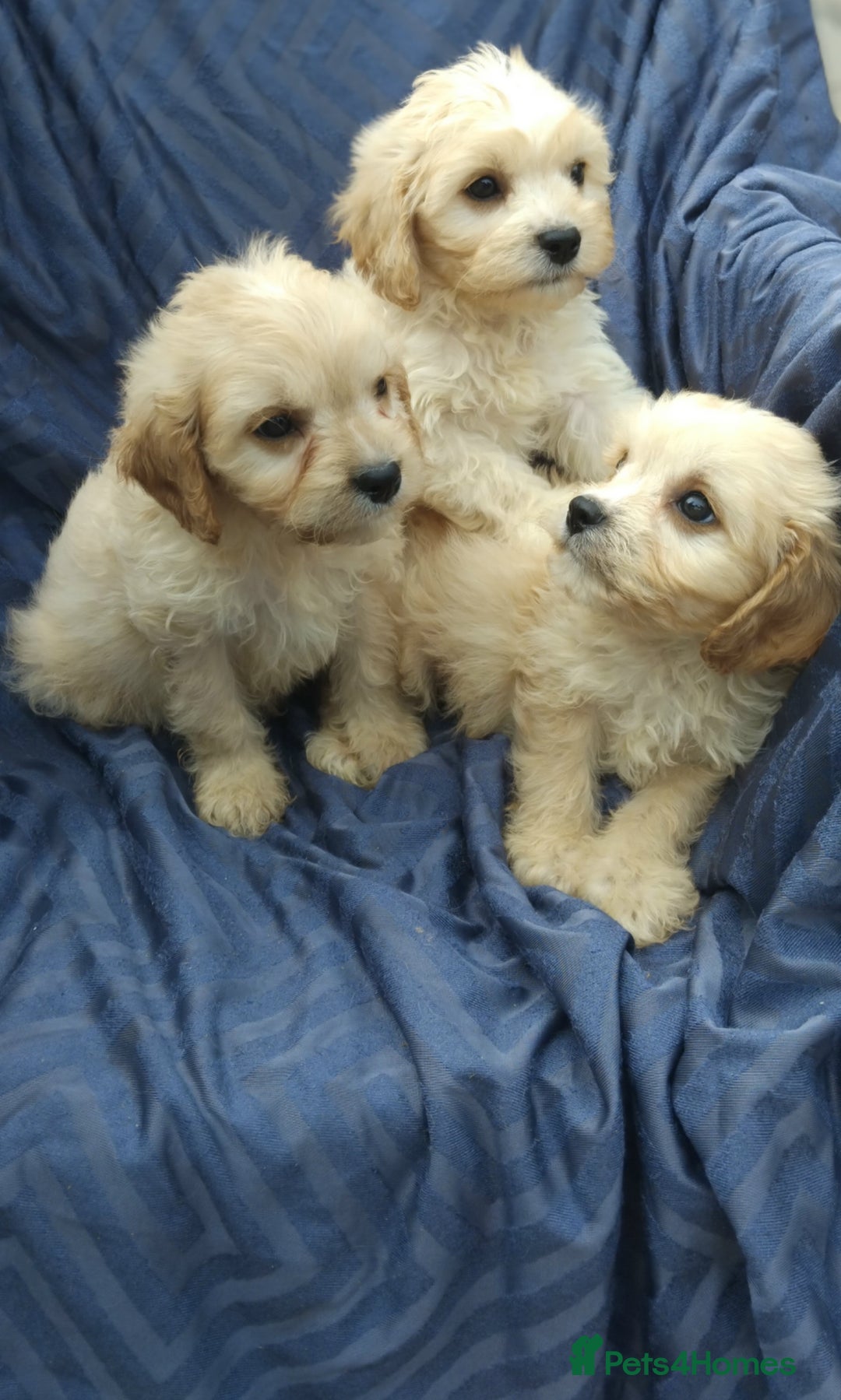Cavapoo dogs for sale: Cavapoo pups ready to leave! - Image 2