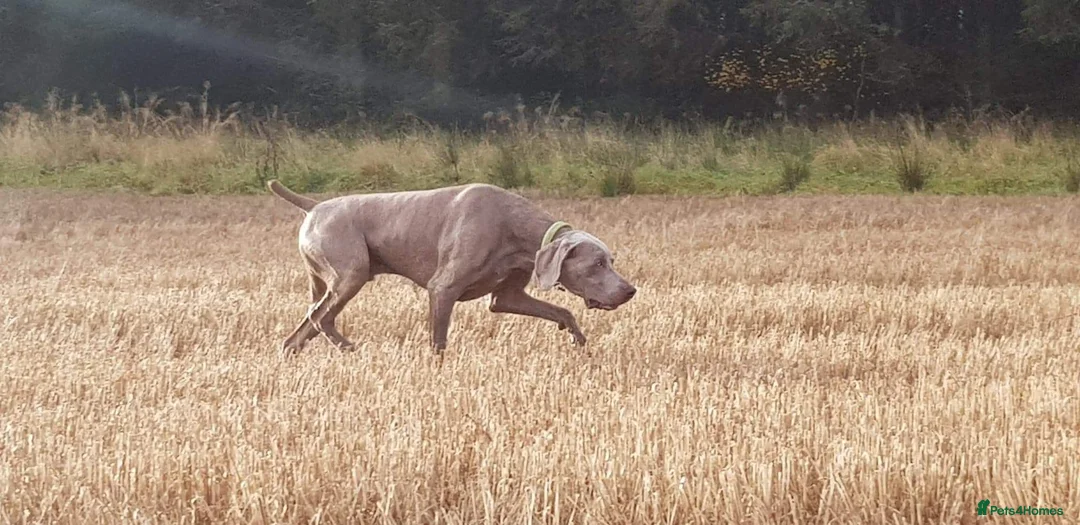 Weimaraner dogs for stud: AMERICAN BOY Gray Arrow - STUD in Edinburgh - Advert 14