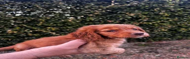 Cocker Spaniel 6