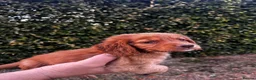Cocker Spaniel dogs for sale: KC registered cockerspaniel puppies - Advert 4