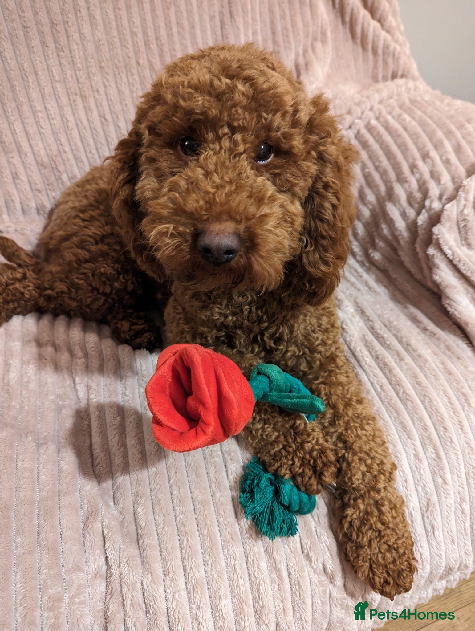 Miniature Poodle dogs Champion Line. KC Registered Fully health tested - Advert 1