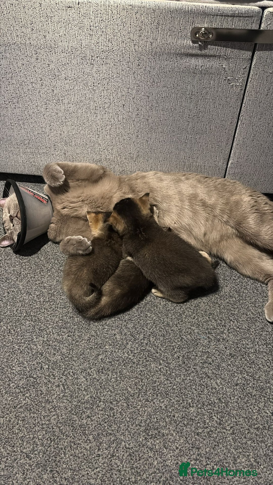 British Shorthair cats for sale: Golden British shorthairs  - Image 3