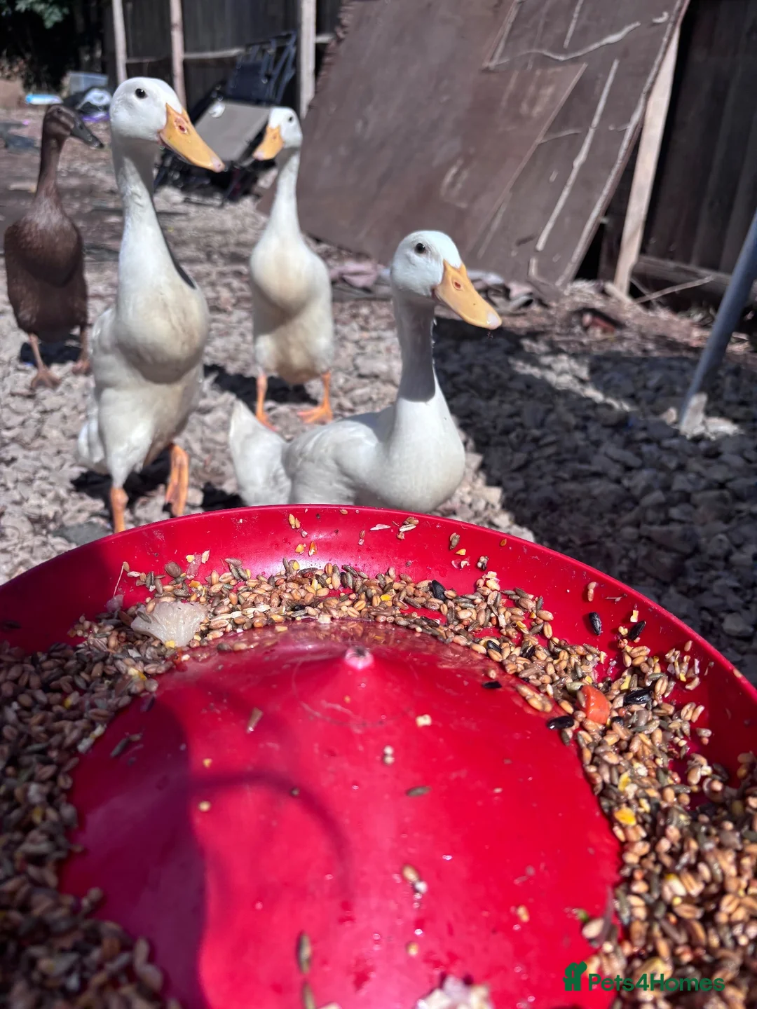 Ducks poultry for sale: Indian runner ducks - Advert 1