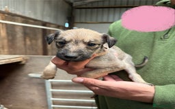 Lurcher dogs for sale: Rough coated lurcher puppies  - Image 11