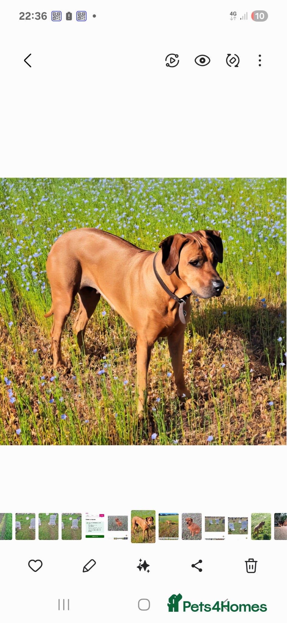Rhodesian Ridgeback dogs Rhodesian Ridgeback Puppies KC Health Elb Hip JME - Advert 3