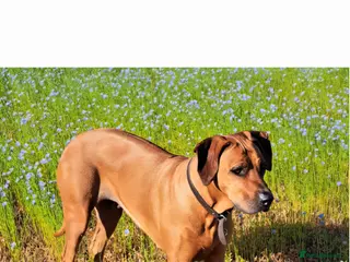 Rhodesian Ridgeback dogs Rhodesian Ridgeback Puppies KC Health Elb Hip JME - Advert 3