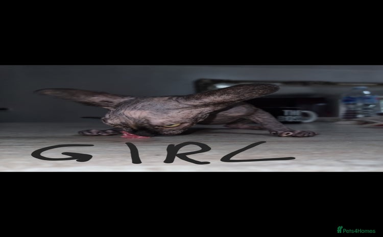Sphynx cats - Advert 15