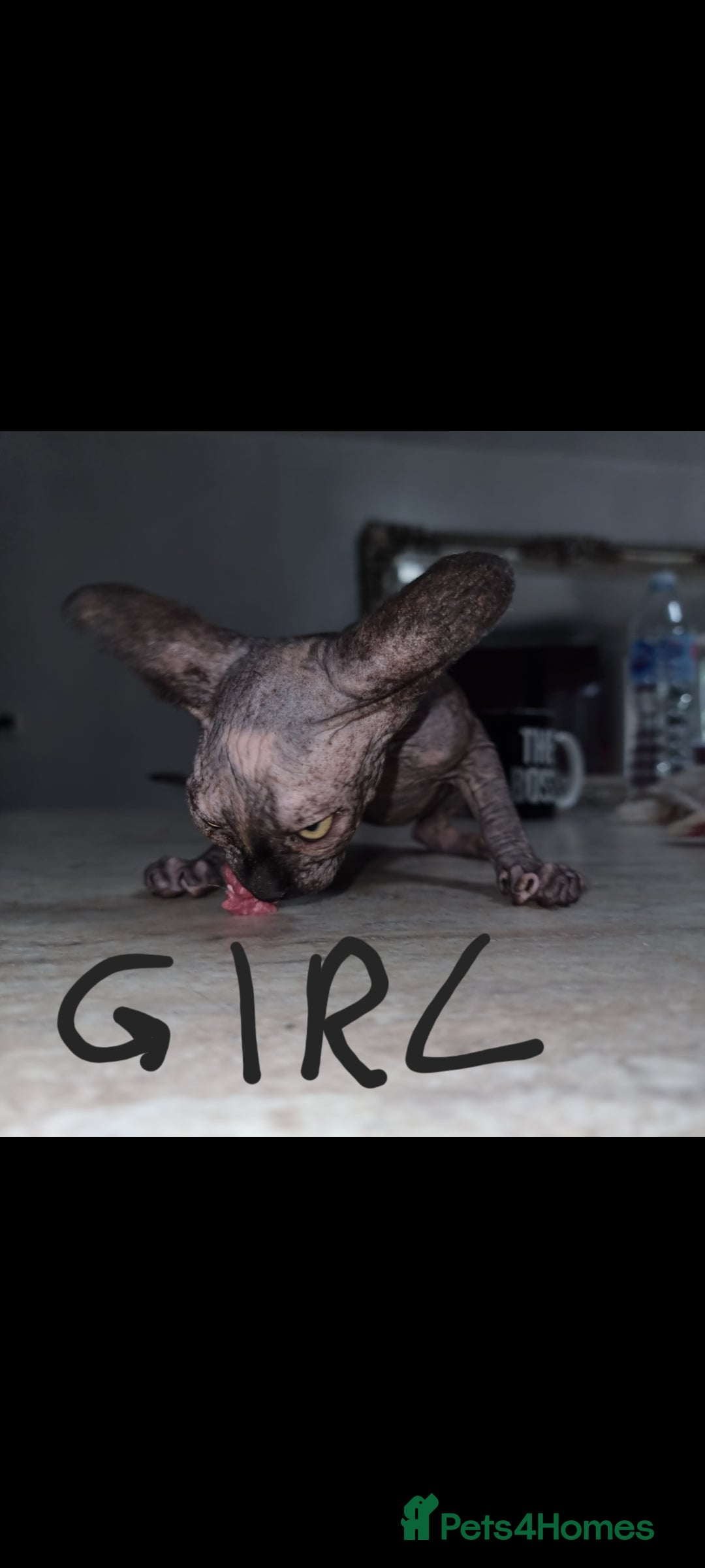 Sphynx cats for sale: Sphynx kittens  - Image 1
