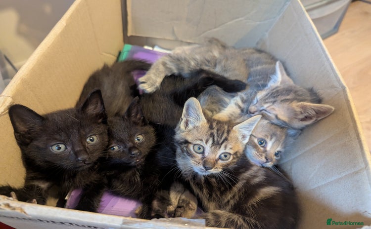 Mixed Breed cats - Advert 3