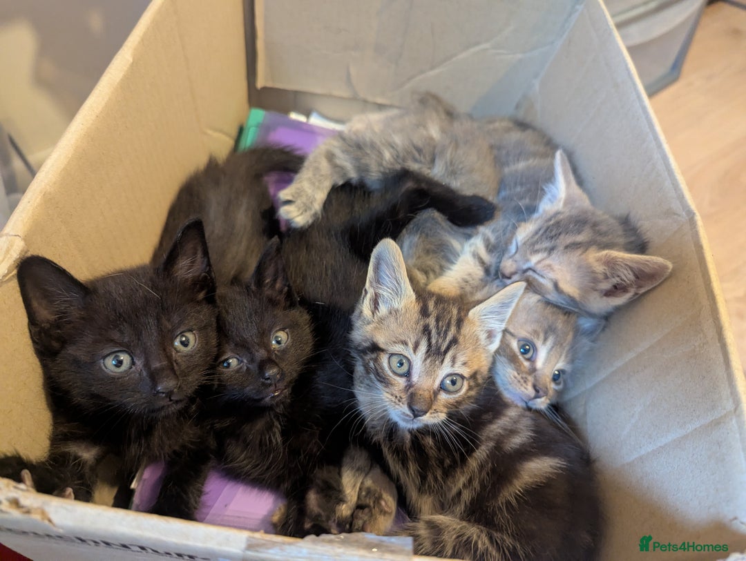 Mixed Breed cats for sale: Beautiful Kittens Ready to Go 4th August - Image 1