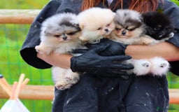 Pomeranian dogs for sale: Adorable Pomeranian Puppies for Sale. - Image 7