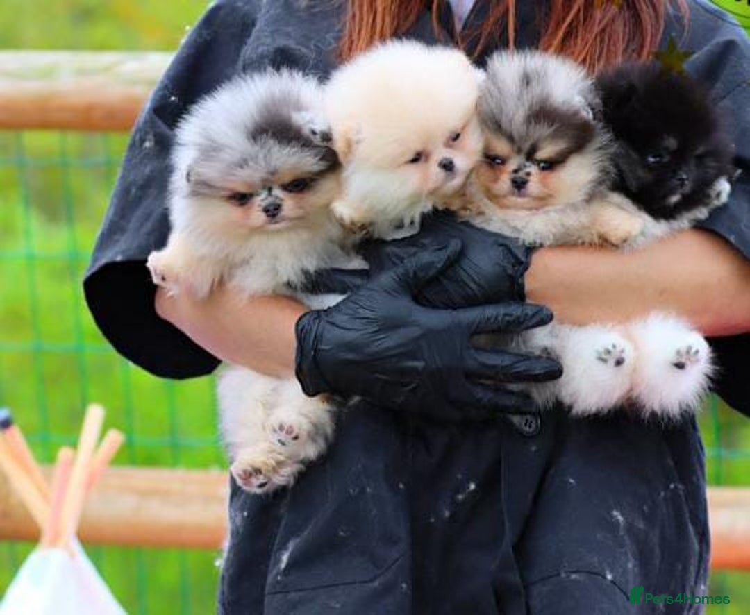 Pomeranian dogs for sale: Adorable Pomeranian Puppies for Sale. - Image 7