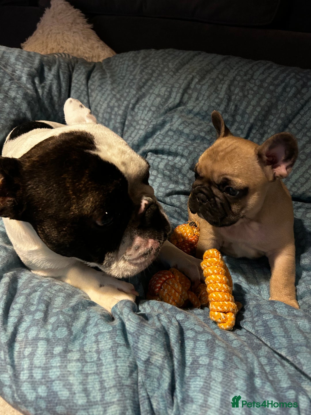 French Bulldog dogs for sale: KC wonderful French Bulldog puppies🐾 - Image 7