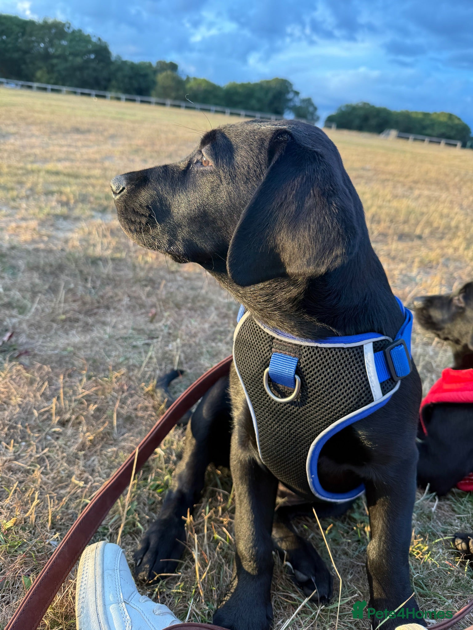 Labrador Retriever dogs Ready Now - Gorgeous Black Labrador Puppies  - Advert 2