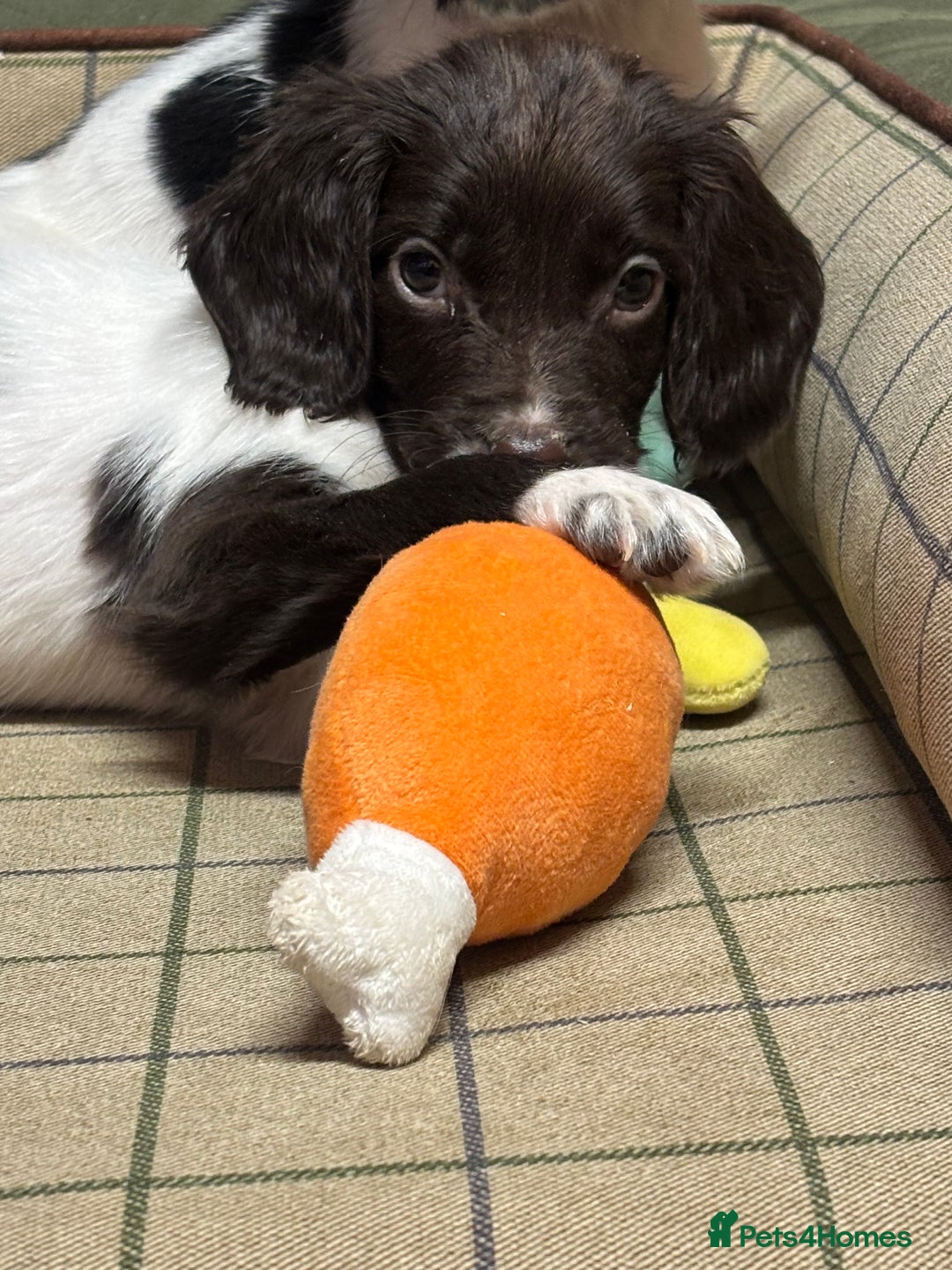 English Springer Spaniel dogs for sale: KC Springer Spaniel  - Advert 4