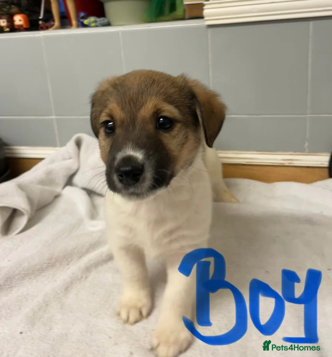 Jack Russell dogs for sale: Beautiful Jack Russell puppies  - Advert 6
