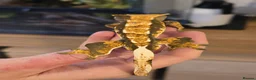 Gecko reptiles for sale: Crested Geckos For Sale in Nottingham - Advert 5