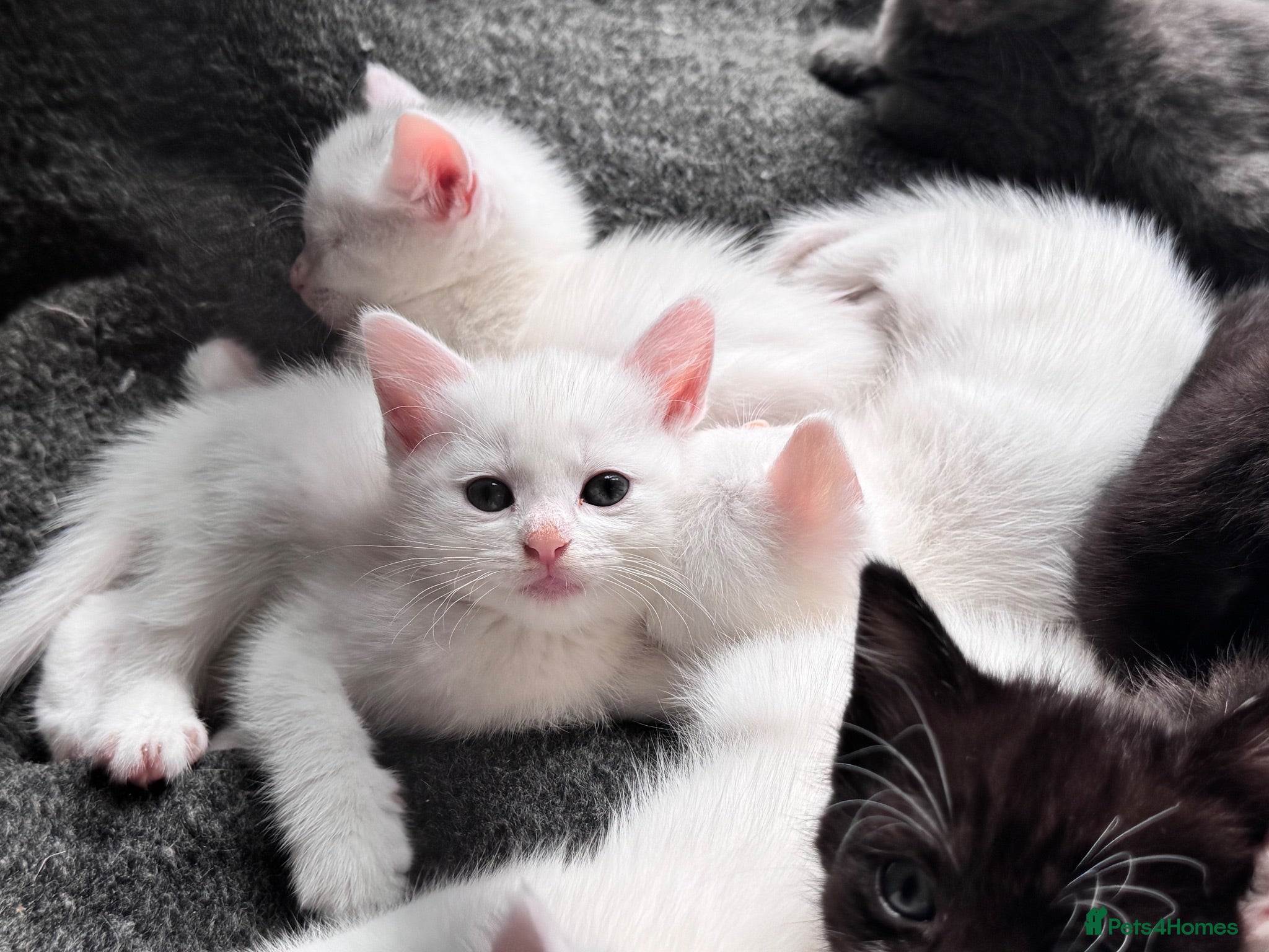 Mixed Breed cats Sweet Kittens Looking for Their Forever Homes - Advert 1