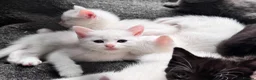 Mixed Breed cats for sale: Sweet Kittens Looking for Their Forever Homes - Advert 1