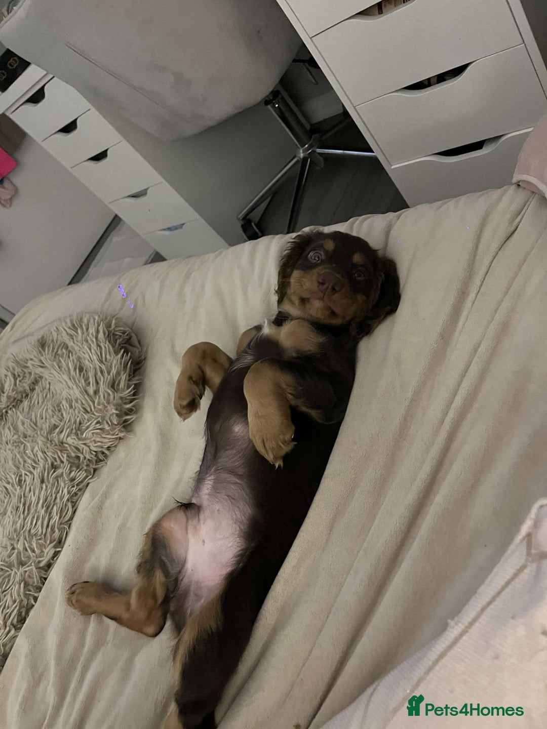 Mixed Breed dogs for sale: Cockerpoo - Image 3